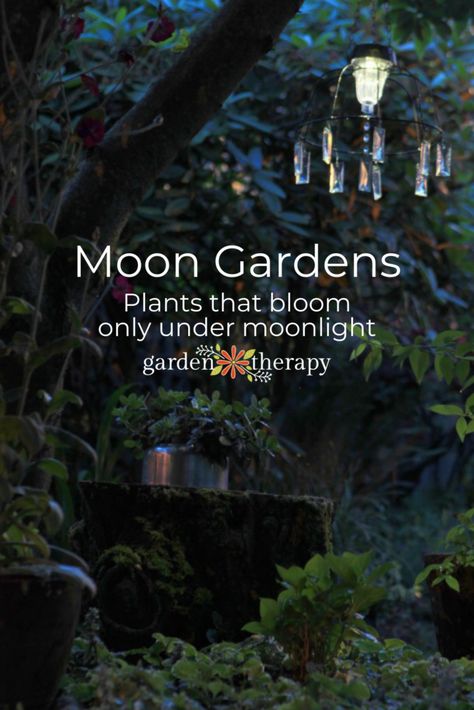 Let the lunar light shine bright on your garden. Moon gardens are mystical spaces that embrace the darkness and contain bright white plants and those that only bloom at night. The result is a beautiful, serene space for enjoying the garden long after the sun has gone. Here’s how to plant your own moon garden: #gardening #moongarden #gardenideas #gardeningtips #night #outdoors #nature #gardentherapy Diy, Mandalas, Moon Garden, Serenity Garden, Spiritual Garden, Outdoor Plants, Garden Plants, Garden Lighting, Moon Flower Plant