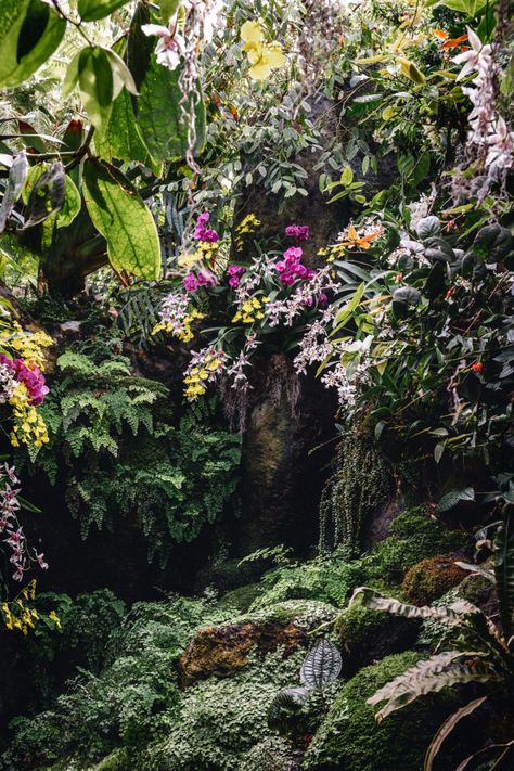 Orchid Show, Secret Garden, Magical Garden, Exotic Orchids, Exotic Plants, Beautiful Orchids, Beautiful Gardens, Botanical Gardens, Tropical Garden