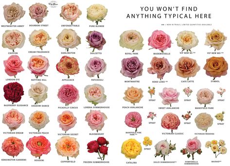 Find your own favourite Vip Rose. Floral, Rose, Cut Flowers, Rosas, Rose Color, Bodas, Resim, Bouquet, Flores