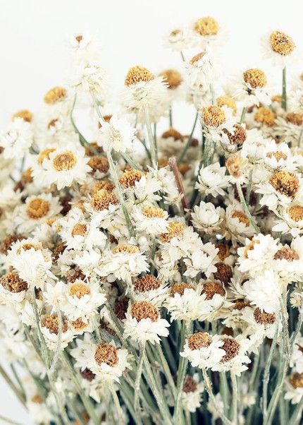 How to Dry Flowers in 5 Easy Steps - Stacy Ling Floral, Flora, Flowers, Dried Flowers, Flower Arrangements, Flowers Today, Faux Flowers, Wildflower Bridal Bouquets, Beautiful Flowers