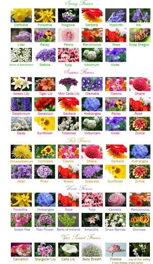 America Flower Seasons but stunning chart for list of flowers. Floral, Flowers, Floral Arrangements, Roses, Flowers Bouquet, Flower Arrangements, Bouquet, Flower Guide, Flower Names