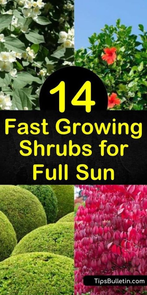 14 Fast Growing Shrubs for Full Sun and High Impact Gardening, Shrubs For Full Sun, Flowering Shrubs, Full Sun Plants, Full Sun Annuals, Full Sun Shrubs, Flowering Bushes, Shrubs, Shrubs For Landscaping