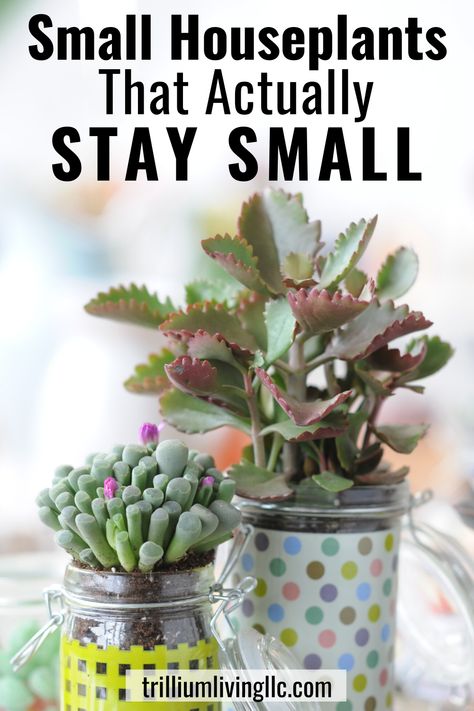 Sometimes there just isn’t enough space for traditional houseplants in apartments, dorms, offices or maybe you have a small desk at work that could use a touch of nature. This article has a list of small houseplants that will stay small and compact. They will enable you to grow indoor plants in areas that can’t accommodate traditional large houseplants. You won’t have to worry about them becoming overgrown or too large. #houseplants #indoorplants #trilliumliving Ornament, Ideas, Nature, Container Gardening, Compact, Household Plants, Small Indoor Plants, Indoor Plant Care, House Plants Indoor
