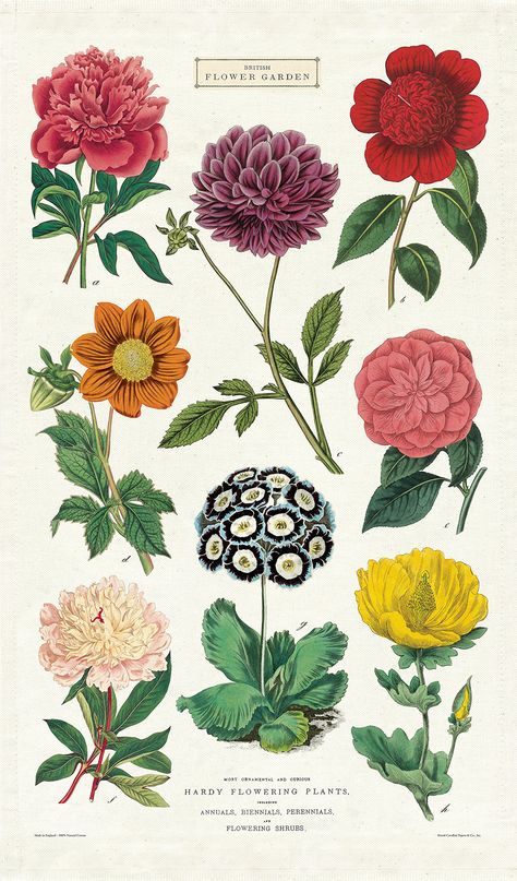 Inspiration, Floral, Vintage, Vintage Tea Towels, Tea Towels, Cotton Tea Towels, Vintage Botanical Prints, Botanical Prints, Vintage Botanical