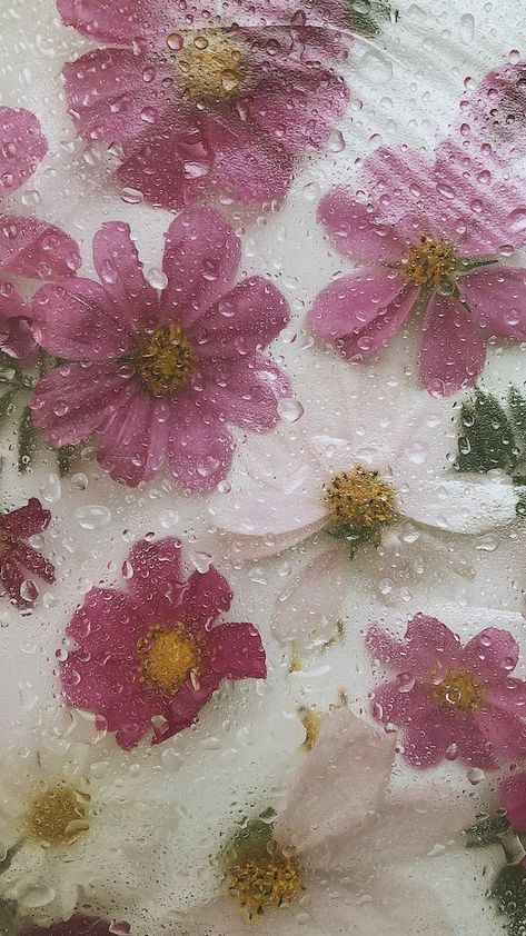 Hoa, Flower Aesthetic, Flower Wallpaper, Bunga, Resim, Fotos, Cute Flower Wallpapers, Flowery Wallpaper, Kunst