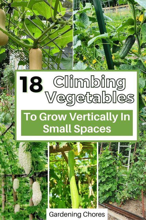 Climbing vegetables you can grow vertically. Layout, Gardening, Trellis, Raised Vegetable Gardens, Vertical Container Gardening, Vegetable Garden Planning, Greenhouse Vegetables, Backyard Vegetable Gardens, Garden Veggies