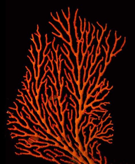 orange sea coral - Yahoo Image Search Results Nature, Design, Ocean Life, Coral, Coral Reef, Sea Coral, Ocean, Coral Art, Sea Plants