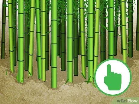 Gardening, Bamboo Diy, Bamboo Poles, Bamboo Ideas, Bamboo Canes, Bamboo Plants, Bamboo Garden, Bamboo Leaves, Bamboo Barrier