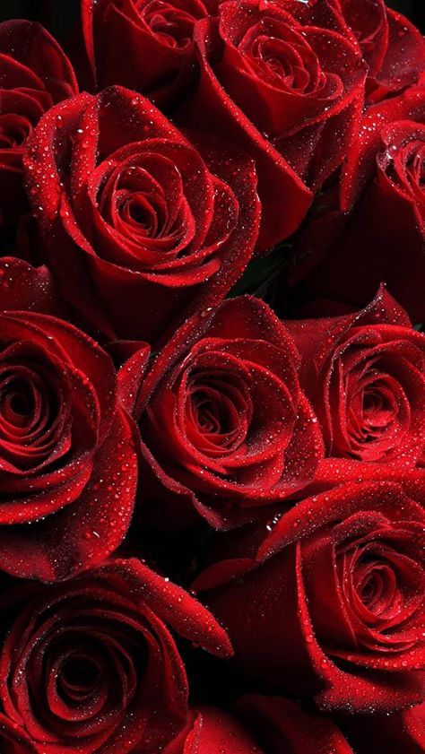 Red Roses Instagram, Beautiful Beach, Beautiful Flowers, Beautiful Flowers Wallpapers, Beautiful Roses, Red Roses Wallpaper, Beautiful, Beautiful Rose Flowers, Red Aesthetic