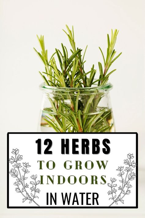 Herbs, Herbs Indoors, Herbal Plants, Growing Herbs, Growing Herbs Indoors, Growing Herbs In Water Indoors, Regrow Vegetables, Healthy Plants, Medicinal Herbs