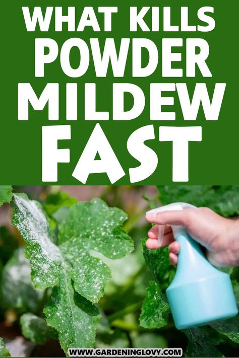 Get Rid Of Mold, Mildew, Fertilizer For Plants, Fungal Diseases, Plant Pests, Fungicide, Powdery Mildew Spray, Plant Fungus, Powdery Mildew Treatment