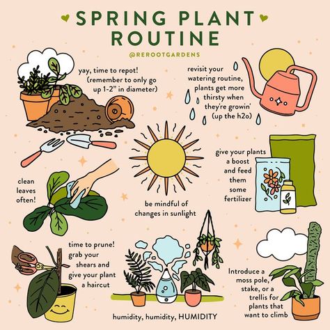 Videos, Planting Flowers, Instagram, Plant Hacks, Plant Care, Plant Care Houseplant, Planting Herbs, Growing Plants, Indoor Plant Care