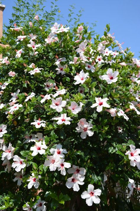 White Hibiscus Bush. A large hibiscus bush in Mallorca, Spain. Flowering in the , #Affiliate, #large, #hibiscus, #Bush, #White, #Hibiscus #ad Hibiscus, Daisies, Exotic Orchids, Orchid Varieties, Hibiscus Bush, Hibiscus Garden, Hibiscus Plant, Hibiscus Shrub, Hibiscus Flowers