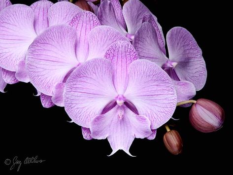 Phalaenopsis Hybrids – Orchid Photo Page Flowers, Orchid Photo, Flores, Rose, Beautiful Orchids, Beautiful, Floral Rings, Orchids, Phalaenopsis Orchid