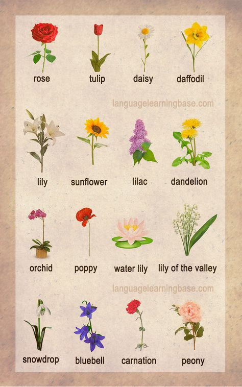 Flowers Vocabulary Word List - learn English,vocabulary,english,flowers,plants Nature, Design, Flowers, English Flowers, Flower Words, Flowers Name List, Types Of Flowers, Flower Guide, List Of Flowers