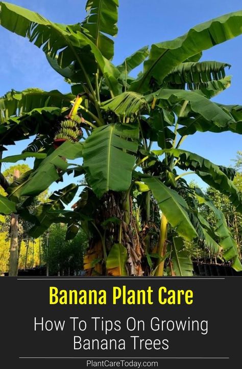 Learn HOW TO grow a banana tree - Banana Plant Care for Musa (banana plants) in pots, overwintering, propagation and more. [DETAILS] Planting Flowers, Florida, Design, Gardening, Banana Plant Care, Grow Banana Tree, How To Grow Bananas, Banana Plants, Plant Care