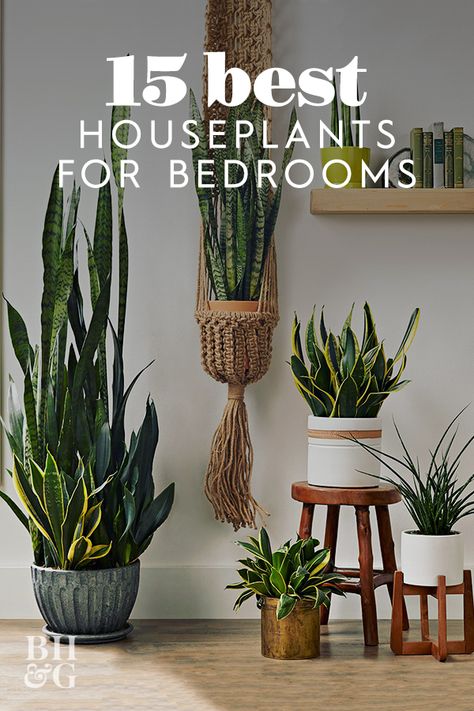 Interior, Design, Home Décor, Palmas, Best Apartment Plants, Good Plants For Bedroom, Best Plants For Bedroom, Apartment Plants, Plants For The Bedroom