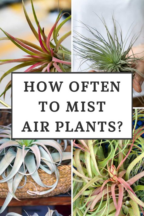 Flora, Caring For Air Plants, What Are Air Plants, Air Plants Care, Household Plants, Types Of Air Plants, Plant Care, Plant Hacks, Household Help