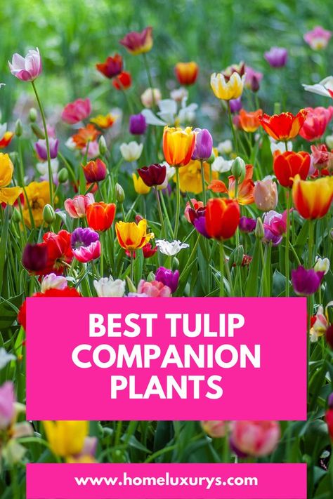 What to plant with tulips bulbs in Garden in Summer: Combining Tulips with Annuals and Perennials Here are the best companion plants to consider, from daffodils to alliums Planting Flowers, Companion Planting, Planting Bulbs, Planting Tulips, When To Plant Tulips, Annual Flowers, Best Perennials, Daffodils Planting, Garden Plants