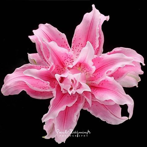 “Isabella” Rose Lily from Moermanlil Art, Nature, Collage, Lily, Rose Lily, Amaryllis, Isabella Rose, Rose, Amaryllis Flowers