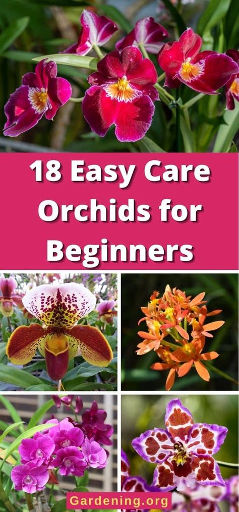 Indoor, Orchid, Care, Tuin, Flower Spike, Single Flower, Bloom, Plant, Orchids