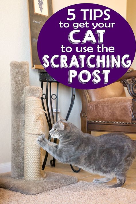 5 Tips to Get your Cat to Use the Scratching Post Crazy Cat Lady, Cat Scratching Post, Cat Litter, Dog Kennel, Cat Care Tips, Pet Hacks, Cat Scratcher, Dog Care, Homemade Dog