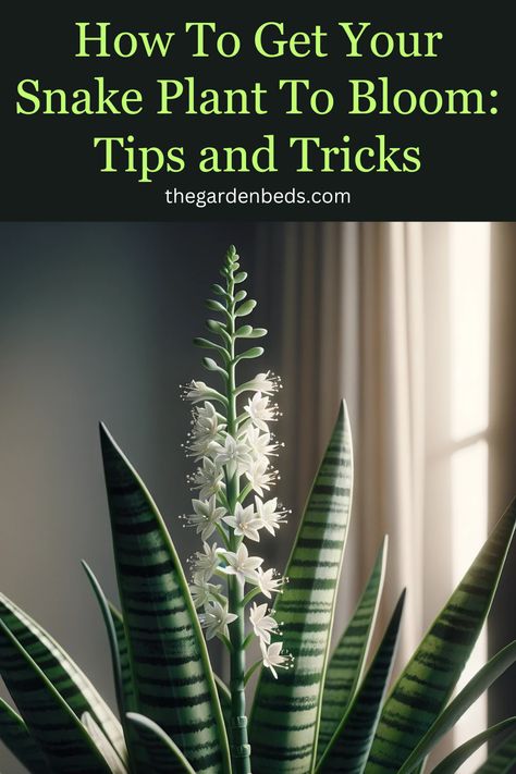 Ever wondered how to make your snake plant bloom? This pin provides essential tips and tricks for encouraging these hardy plants to produce flowers, adding an unexpected and delightful element to their already striking foliage. Gardening, Planting Flowers, Urban, Nature, Snake Plant Care, Plant Care, Growing Food Indoors, Snake Plant Indoor, Growing Food