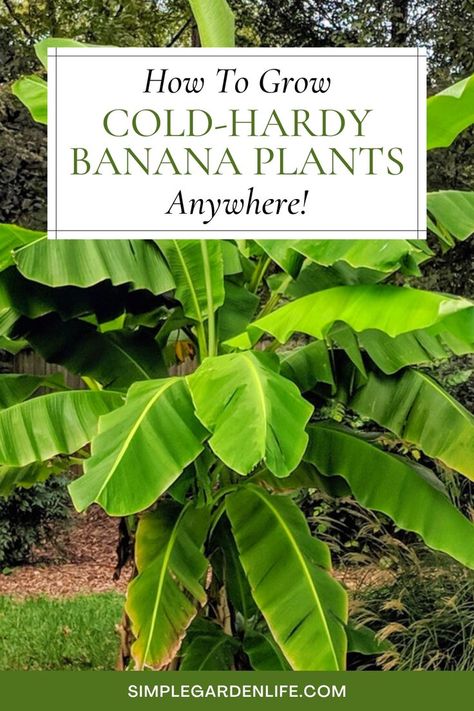 How To Grow Cold Hardy Banana Plants Anywhere by simplegardenlife.com Planting Flowers, How To Grow Bananas, Grow Banana Tree, Banana Plant Care, Growing Tree, Plant Care, Plant Fungus, Organic Mulch, Evergreen Plants