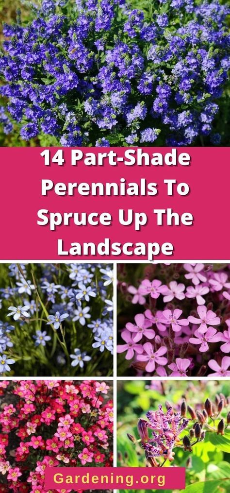 Gardening, Roses, Ideas, Shaded Garden, Art, Trellis, Shade Loving Perennials, Part Shade Perennials, Partial Shade Perennials