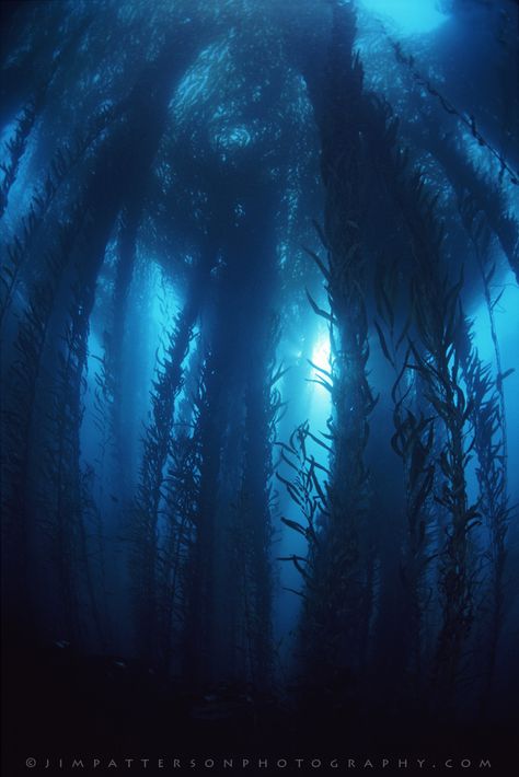 Deep Blue Kelp Forest - Big Sur, California | Flickr - Photo Sharing!
