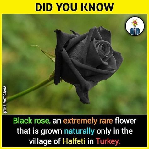 I never knew they actually existed. #flowers🌸 #roses🌹 #authorsofinstagram Nice, Humour, Flora, Instagram, Psychology Facts, Nature, Intresting Facts, Shocking Facts, Real Facts