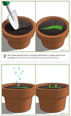 How to propagate an aloe plant using just an aloe leaf Succulent Gardening, Outdoor, Planting Flowers, Gardening, Growing Aloe Vera, Growing Plants, Aloe Plant, Plant Care, Aloe Vera Plant