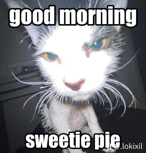 Funny Images, Humour, Meme, Cute Cats, Good Morning Cat, Pretty Cats, Cute Memes, Cat Pics, Fotos