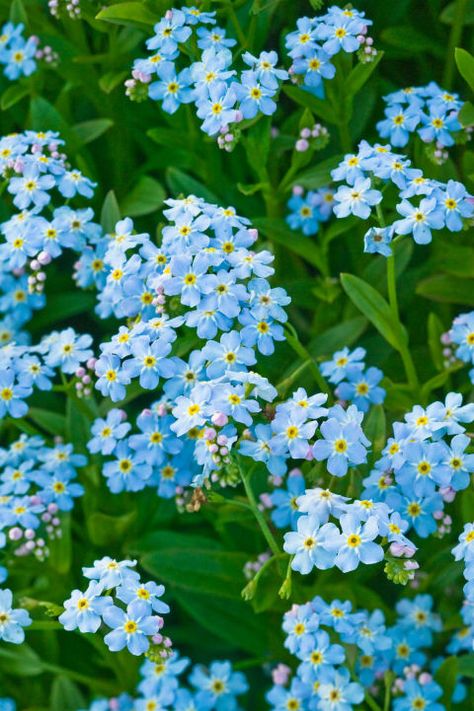 Genus: Myosotis When they bloom: It depends when you plant them, but typically in springtime. Why we love them: Among many other lovely characteristics, these blue blooms are the Alaskan state flower. Flowers, Plants, Floral, Colorful Flowers, Flower Aesthetic, Spring, Flower Pictures, Flores, Pretty Flowers