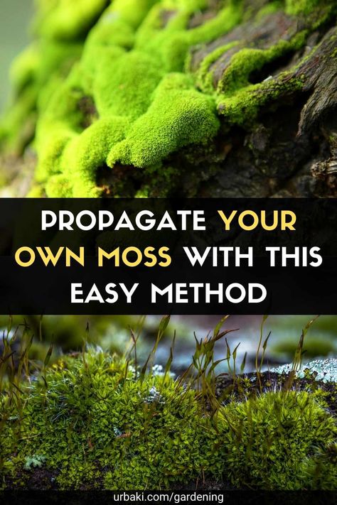 There is something about moss that can give any garden an aged "secret garden" look. In certain climates, you'll notice moss growing on its own, usually on sidewalks, trees, and gaps in your lawn. If you love the look of moss but don't have the fuzzy green mulch in your own landscape, you can intentionally cultivate it to grow in your garden as a bed, border, or stone walls. Moss prefers moisture, shade, and generally acidic soil. While not traditionally difficult to care for, the heat of ... Organic Gardening, Shaded Garden, Terrarium, Container Gardening, Growing Moss Landscaping, Growing Moss, Gardening Tips, Ground Cover, Irish Moss Ground Cover
