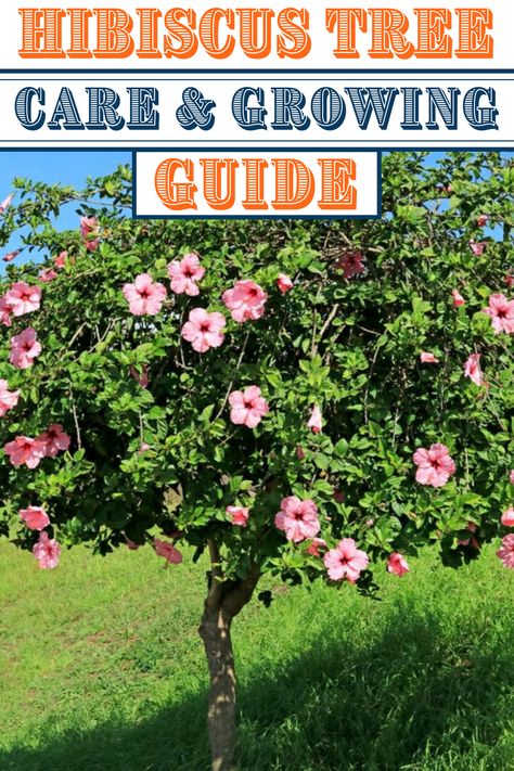 Hibiscus, Gardening, Hibiscus Garden, Hibiscus Bush, Hibiscus Plant, Hibiscus Shrub, Hibiscus Tree, Hibiscus Flowers, Hibiscus Tree Care