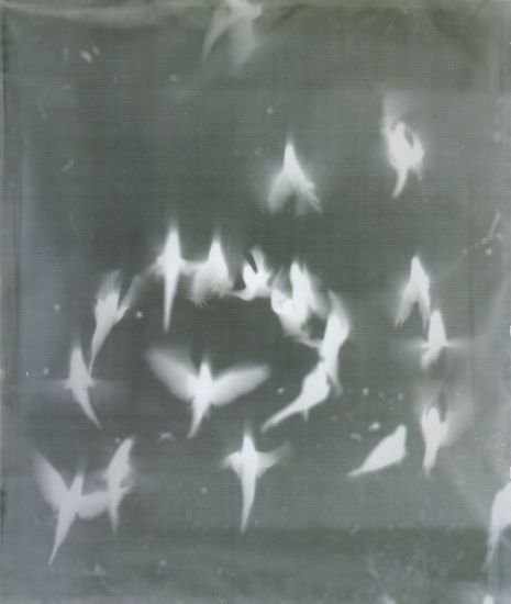 Adam Fuss From the series 'My Ghost' 1999 (Birds in Flight) Emo Style, Beautiful, Resim, Ilustrasi, Beau, Fotos, Emo, Pretty Pictures, Fae