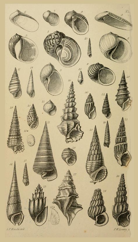 Ink, Painting & Drawing, Illustrators, Sea Art, Scientific Drawing, Shell Art, Mollusca, Shell Drawing, Artwork