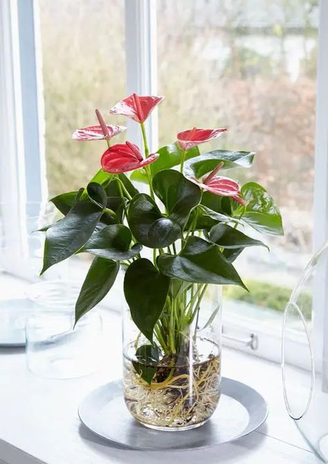 15 Indoor Plants in Glass Jars Ideas | Balcony Garden Web Plants, Anthurium Plant, Plant In Glass, Bloemen, Plant Cuttings, Garten, Vand, Hydroponic Plants, Hydroponics