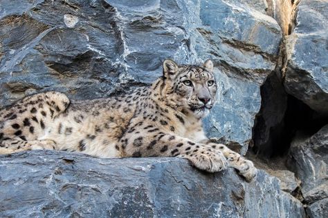 Snow leopard - ounce resting on rock ledge in cliff face near cave entrance. Snow Leopard, Big Cats, Leopards, Endangered Species, Small Wild Cats, Snowy, Wild Cats, Endangered, Animals Wild