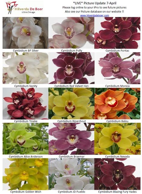 cymbidium varieties Floral, Tropical Flowers, Gardening, Cymbidium Orchids, Orchid Varieties, Orchid Color, Orchid Care, Orchid Flower, Orchid Plants