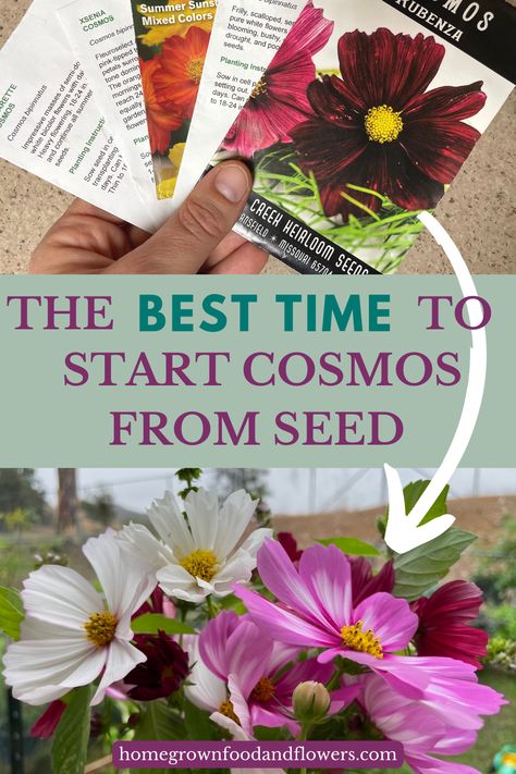 Planting cosmos flowers is an easy and rewarding process! Knowing when to start the seeds is essential for having a successful season with blooms for months on end. With the right information, you'll have the perfect time for sowing and know just how late you can squeeze in a final sowing. Butterflies, Art, Plants, Easy, Cut Flowers, Secret, Flower Farmer, Months, Stock Flower