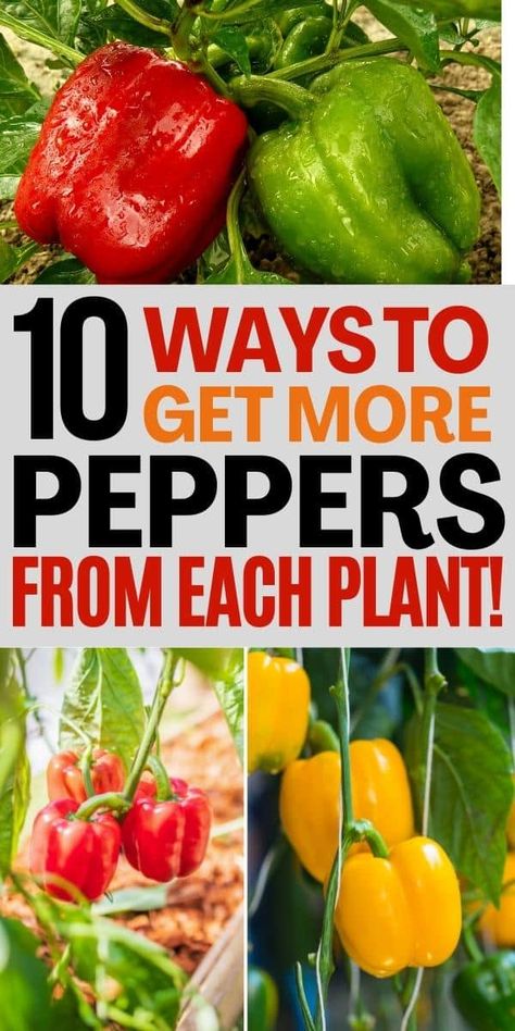 How Many Bell Peppers Per Plant Will Your Garden Produce? Gardening, Plants, Growing, Green Thumb, Tomato, Garden, All Plants, Discover, Grow Your Own