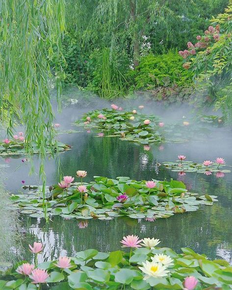 Water lily, a flower in the water and a great decoration for your garden | My desired home Nature, Inspiration, Water Lilies, Outdoor, Dream Garden, Scenery, Nature Aesthetic, Lotus Pond, Water Lily Pond