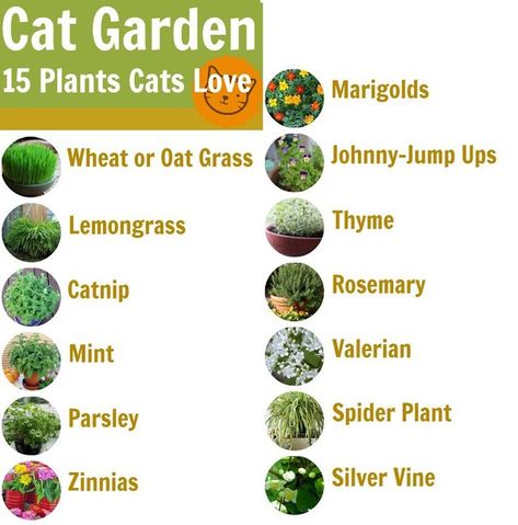 Safe Plant Cats! — Steemit Garden Types, Herbs, Herb Garden, Garten, Tips, Tuin, Cat Health, Garden, Outdoor Cats
