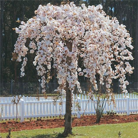 Small Weeping Trees, Golden Chain Tree, Fancy Tree, Weeping Trees, Weeping Cherry Tree, Trees For Front Yard, Chaste Tree, Eastern Redbud, Weeping Willow Tree