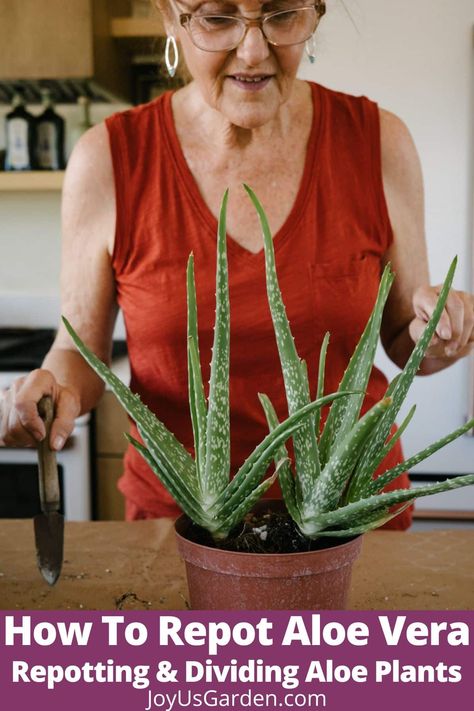 Is your Aloe vera outgrowing its current pot? In this step-by-step Aloe vera plant repotting guide, we'll walk you through choosing a pot, the soil mix to use, the steps to take, & the aftercare. Learn all about Aloe vera potting mix, Aloe vera soil, how to divide Aloe vera, how to replant Aloe vera, how to transplant Aloe vera, replanting Aloe vera, how to repot an Aloe plant, repot Aloe vera, repotting Aloe, & repotting Aloe vera. Aloe vera is a useful & popular succulent houseplant! Plants, Replant, Aloe Vera, Aloe Vera Indoor, Aloe Plant, Aloe Vera Care, Aloe Vera Plant, Care Tips, Soil