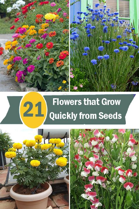 Looking to add some colorful and vibrant flowers to your garden quickly? Check out our guide on Flowers that Grow Quickly from Seeds. Floral, Nature, Gardening, Diy, Planting Flowers, Summer, Planting Flower Seeds, Flowers Perennials, Easy To Grow Flowers