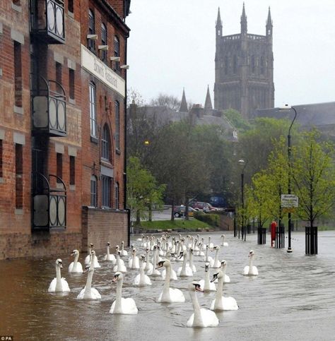 Swans swim through the street after floods, UK Scene, Places, Fotos, Scenes, Britain, Fernweh, Historia, Animaux, Bon Voyage