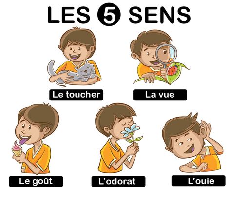 Les 5 sens Animation, Learning, Montessori, Education, Petite Section, Senses, Sens, Learn French, French Lessons